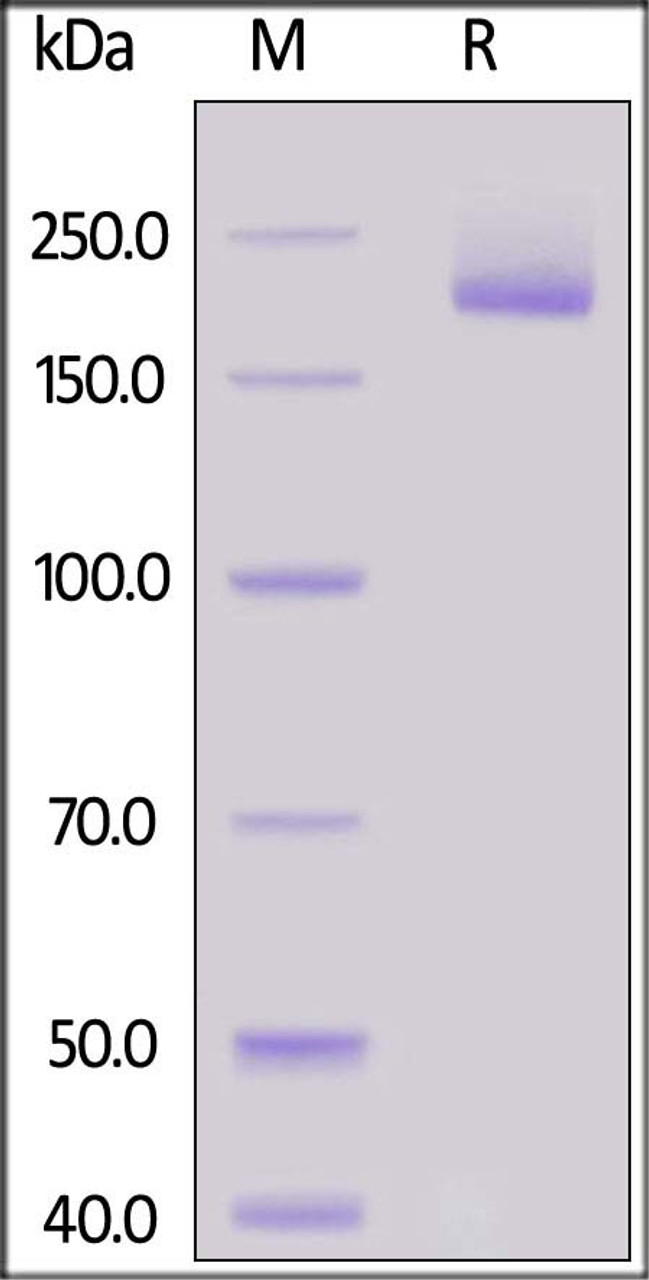 Human Siglec-1, His Tag on SDS-PAGE under reducing (R) condition. The gel was stained overnight with Coomassie Blue. The purity of the protein is greater than 95%.