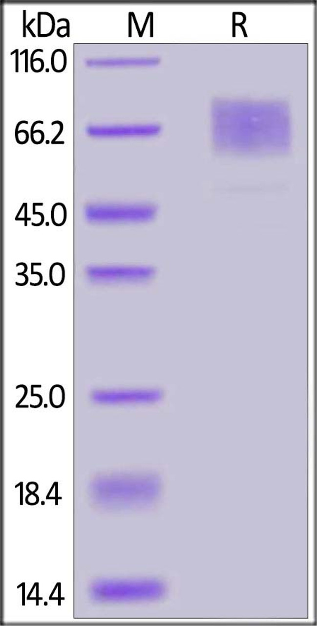 Mouse GUCY2C, His Tag on SDS-PAGE under reducing (R) condition. The gel was stained overnight with Coomassie Blue. The purity of the protein is greater than 90%.