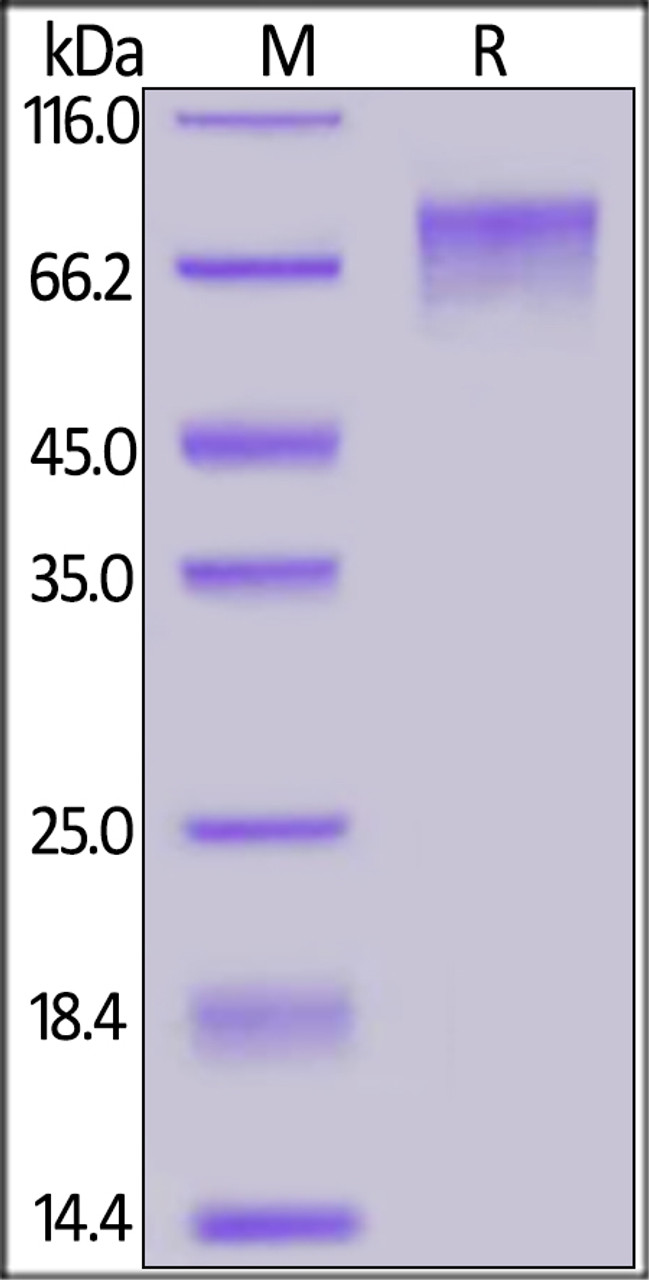 Cynomolgus GUCY2C, His Tag on SDS-PAGE under reducing (R) condition. The gel was stained overnight with Coomassie Blue. The purity of the protein is greater than 90%.