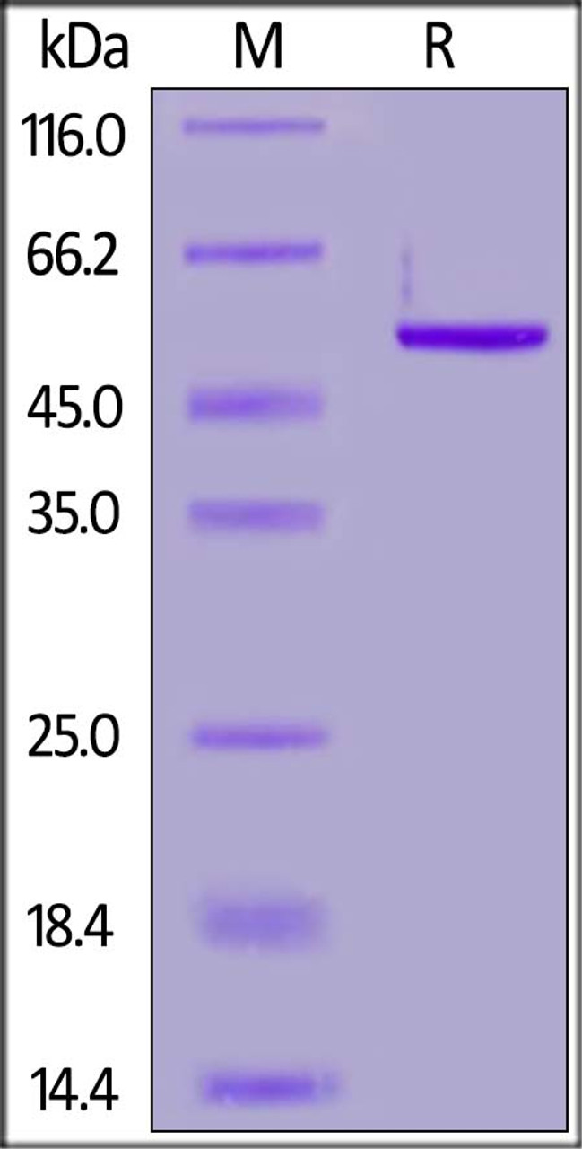 SARS-CoV-2 Nucleocapsid protein, His Tag on SDS-PAGE under reducing (R) condition. The gel was stained overnight with Coomassie Blue. The purity of the protein is greater than 90%.