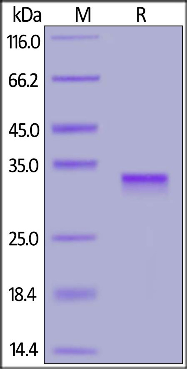 SARS-CoV-2 S protein RBD, His Tag on SDS-PAGE under reducing (R) condition. The gel was stained overnight with Coomassie Blue. The purity of the protein is greater than 95%.