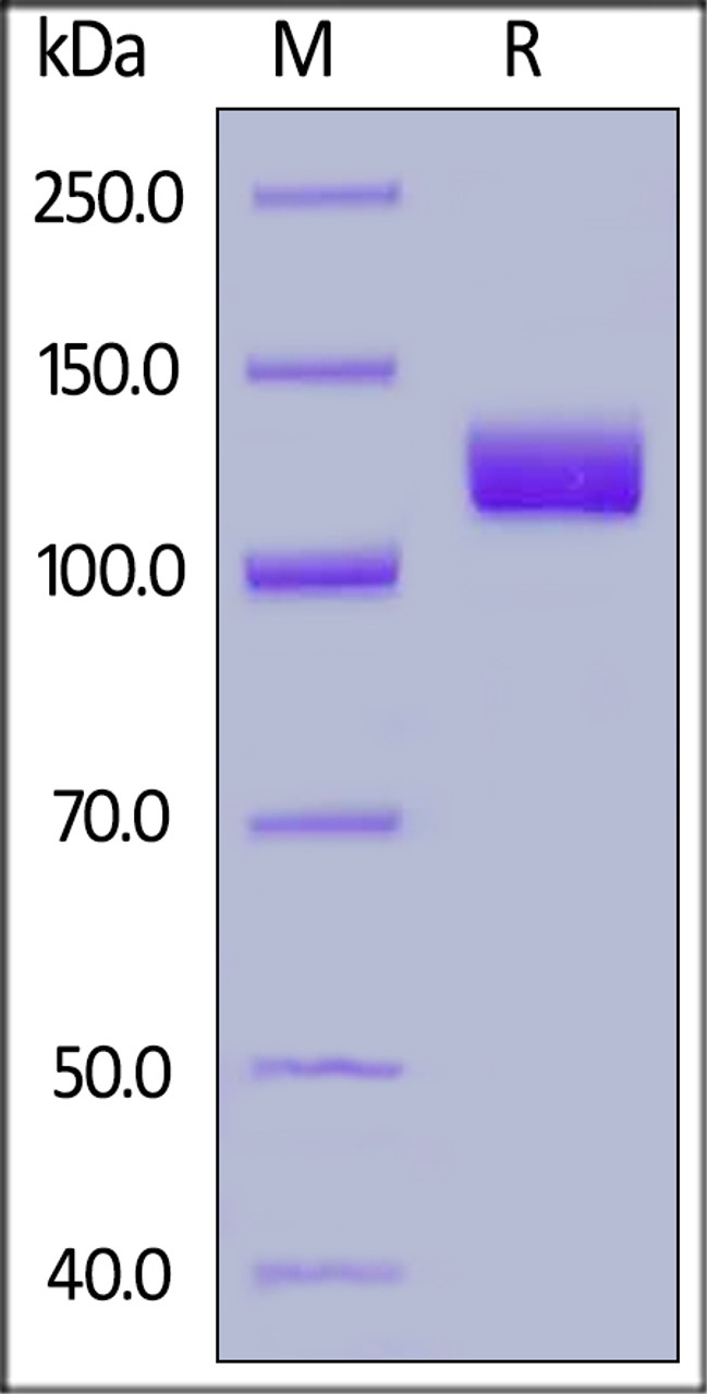 Human PSMA, Fc Tag on SDS-PAGE under reducing (R) condition. The gel was stained overnight with Coomassie Blue. The purity of the protein is greater than 95%.