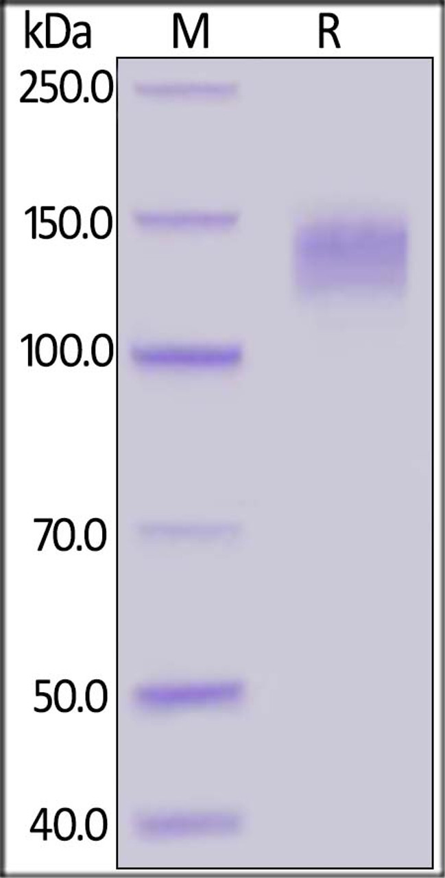Rabbit LDL R, Fc Tag on SDS-PAGE under reducing (R) condition. The gel was stained overnight with Coomassie Blue. The purity of the protein is greater than 90%.
