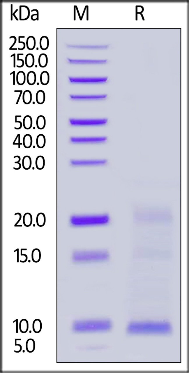 Cynomolgus TSLP, His Tag on SDS-PAGE under reducing (R) condition. The gel was stained overnight with Coomassie Blue. The purity of the protein is greater than 90%.