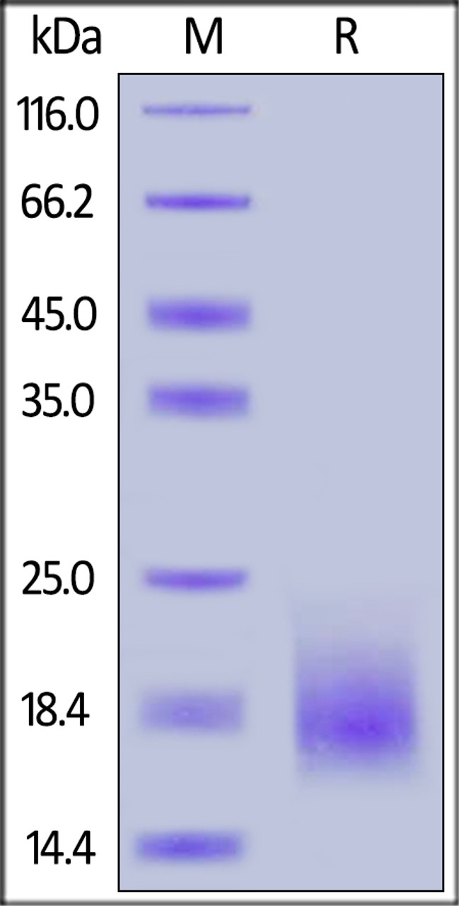 Human Activin RIB, His Tag on SDS-PAGE under reducing (R) condition. The gel was stained overnight with Coomassie Blue. The purity of the protein is greater than 90%.