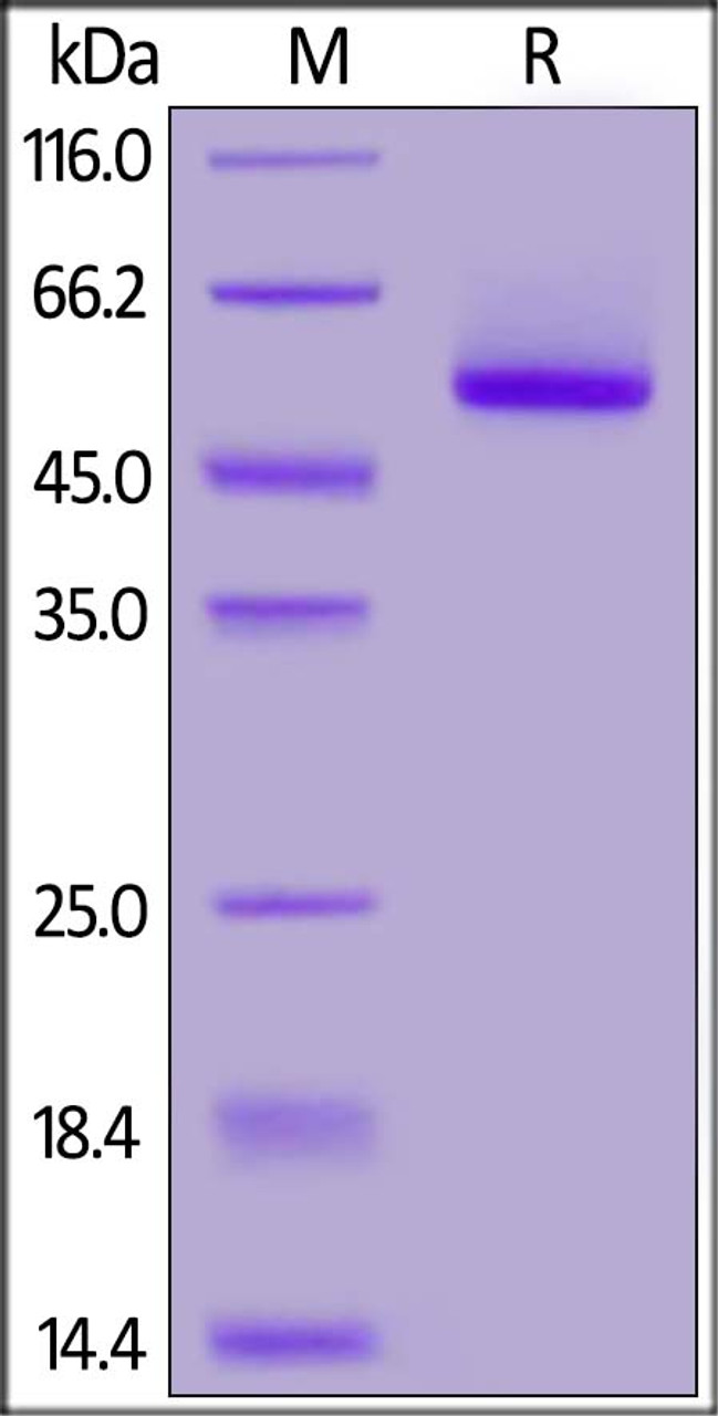 Rhesus macaque Properdin, His Tag on SDS-PAGE under reducing (R) condition. The gel was stained overnight with Coomassie Blue. The purity of the protein is greater than 95%.