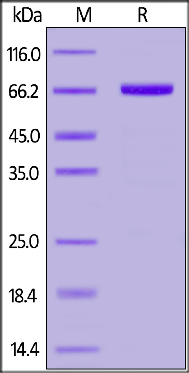 Cynomolgus Serum Albumin, His Tag on SDS-PAGE under reducing (R) condition. The gel was stained overnight with Coomassie Blue. The purity of the protein is greater than 95%.