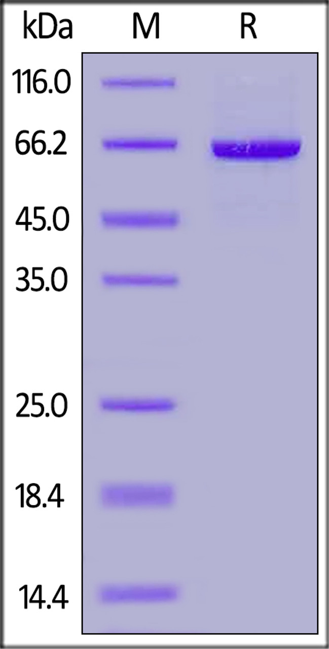 Rabbit Serum Albumin, His Tag on SDS-PAGE under reducing (R) condition. The gel was stained overnight with Coomassie Blue. The purity of the protein is greater than 95%.