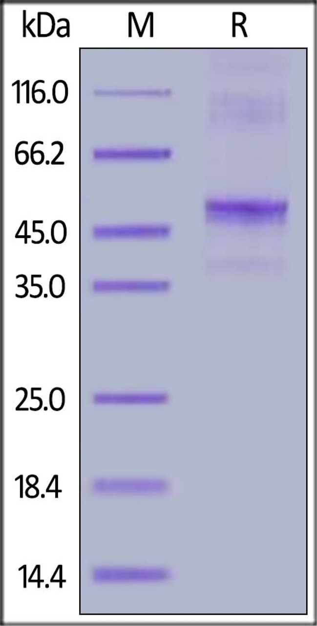 Human Vitronectin, Tag Free on SDS-PAGE under reducing (R) condition. The gel was stained overnight with Coomassie Blue. The purity of the protein is greater than 90%.