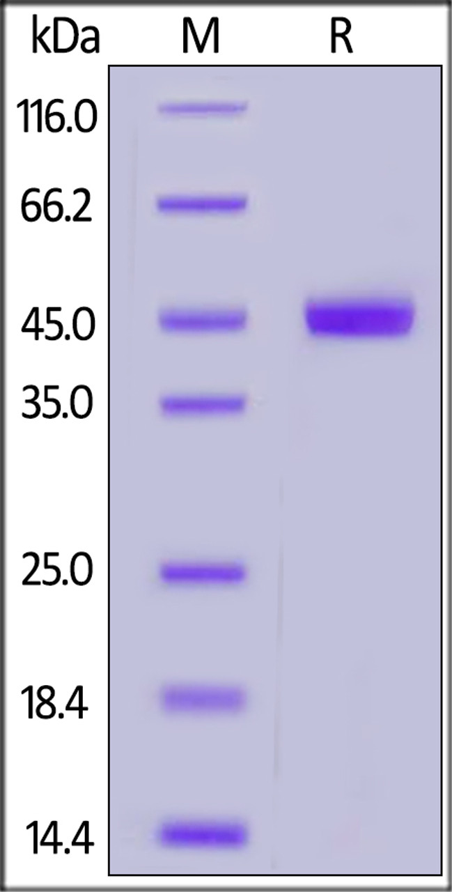 Human CD209, His Tag on SDS-PAGE under reducing (R) condition. The gel was stained overnight with Coomassie Blue. The purity of the protein is greater than 90%.