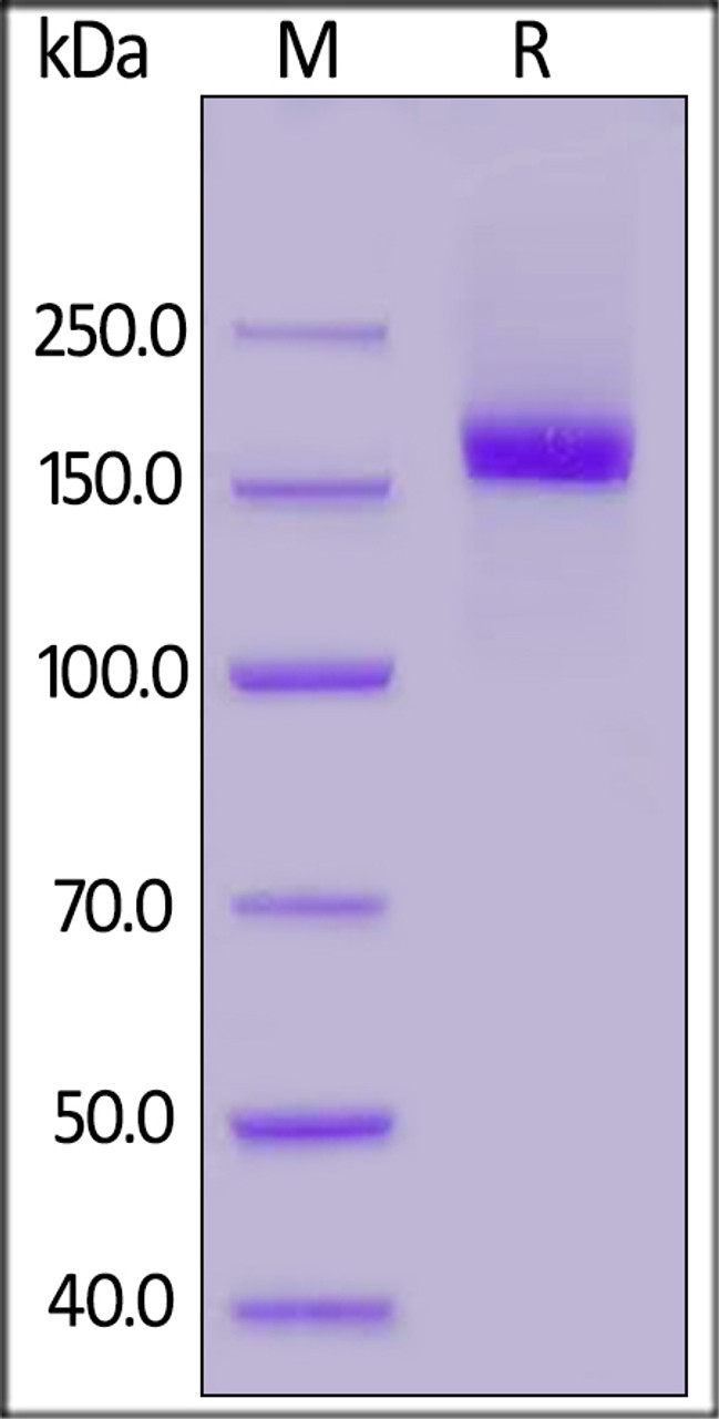 Human CD206, His Tag on SDS-PAGE under reducing (R) condition. The gel was stained overnight with Coomassie Blue. The purity of the protein is greater than 90%.