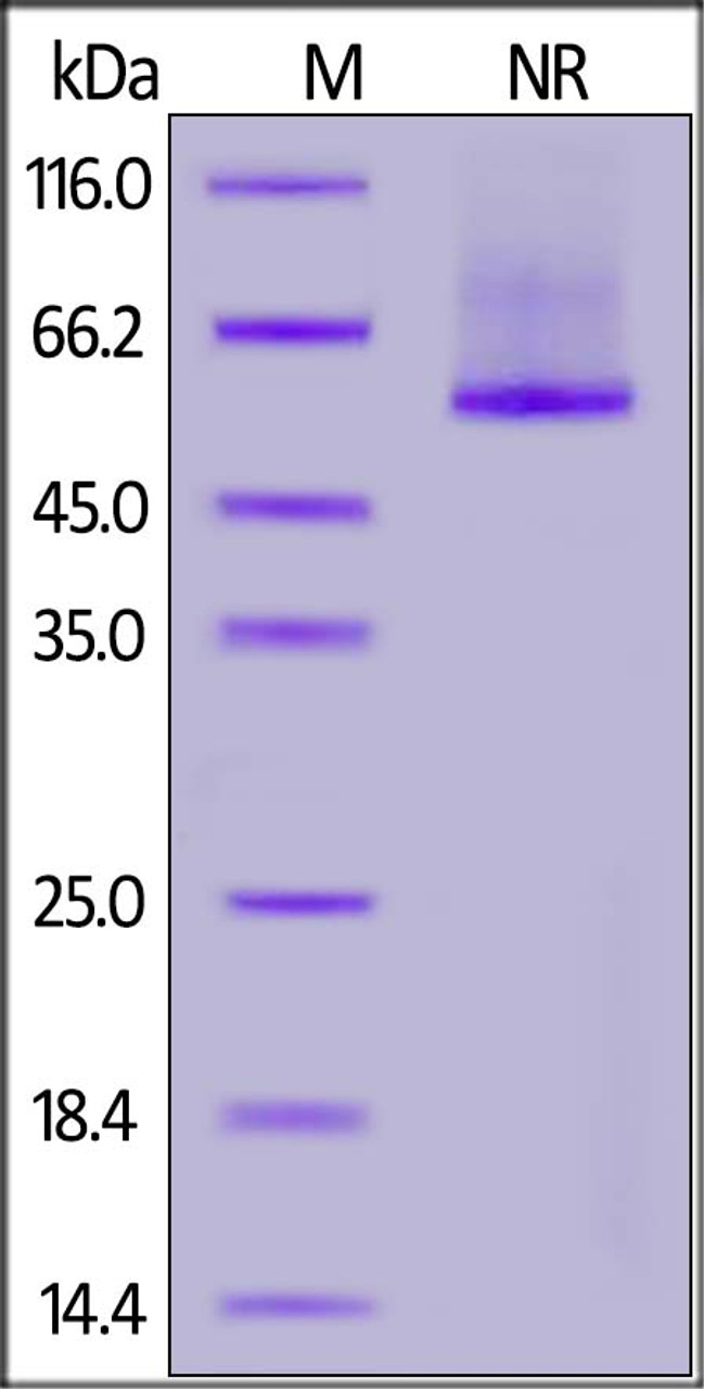 Rhesus macaque Glypican 2, His Tag on SDS-PAGE under non-reducing (NR) condition. The gel was stained overnight with Coomassie Blue. The purity of the protein is greater than 90%.