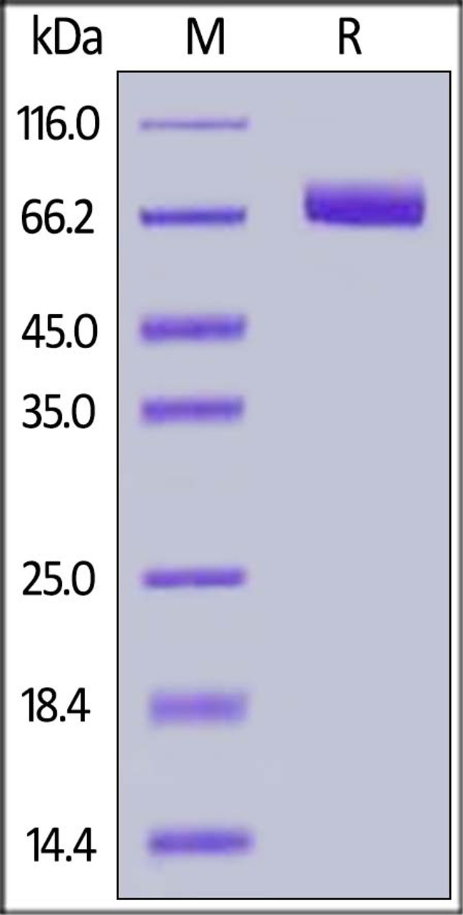 Human EphA4, His Tag on SDS-PAGE under reducing (R) condition. The gel was stained overnight with Coomassie Blue. The purity of the protein is greater than 95%.