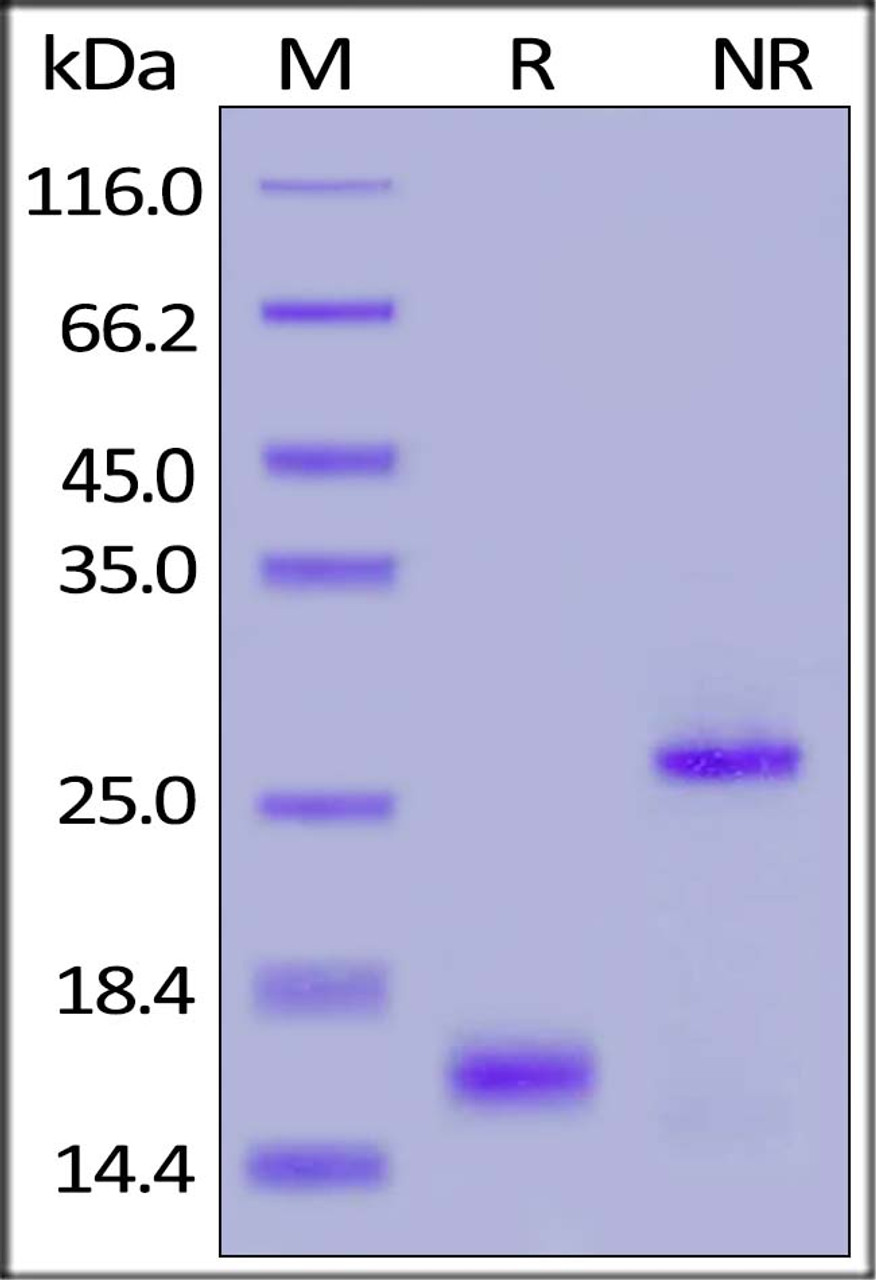 Human GDF-15, His Tag on SDS-PAGE under reducing (R) and non-reducing (NR) conditions. The gel was stained overnight with Coomassie Blue. The purity of the protein is greater than 90%.