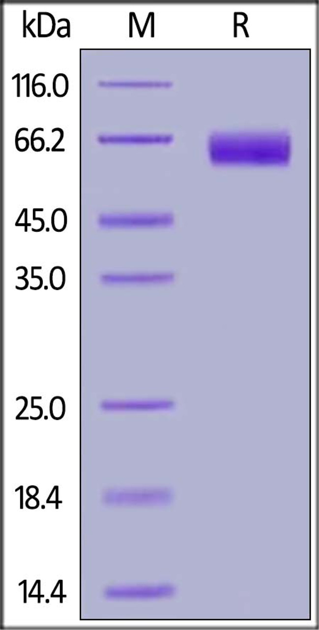 Human CLEC12A, Fc Tag on SDS-PAGE under reducing (R) condition. The gel was stained overnight with Coomassie Blue. The purity of the protein is greater than 95%.