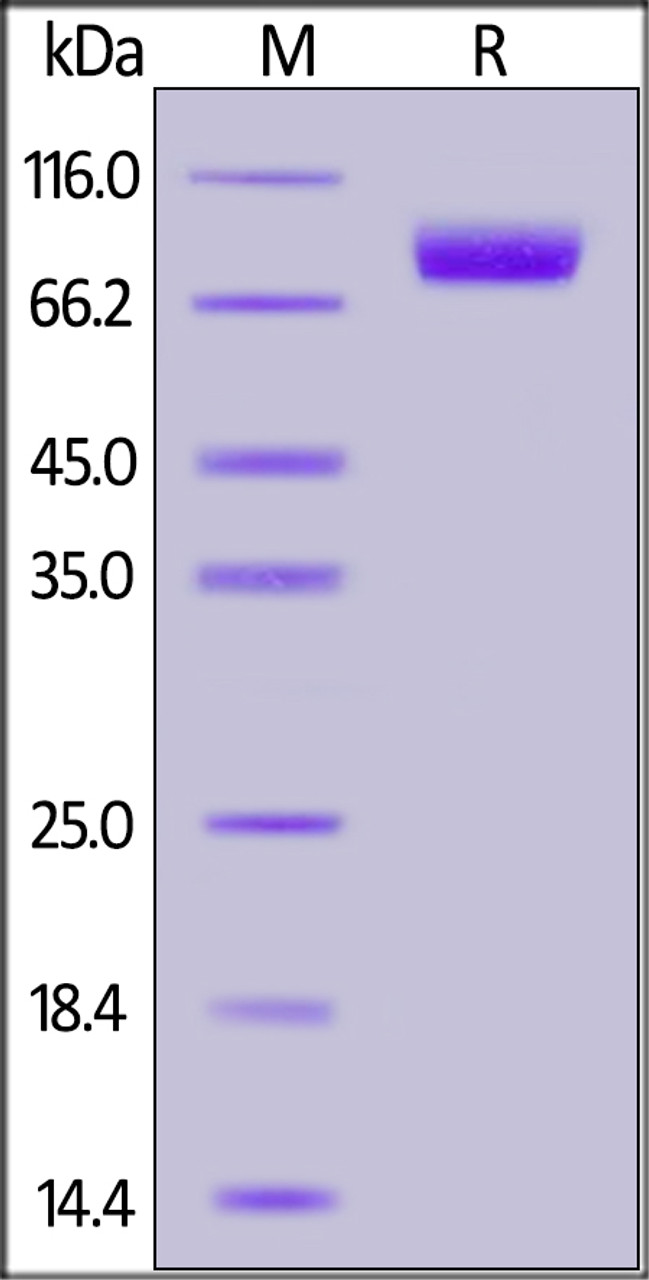 Human Nectin-1, Fc Tag on SDS-PAGE under reducing (R) condition. The gel was stained overnight with Coomassie Blue. The purity of the protein is greater than 95%.