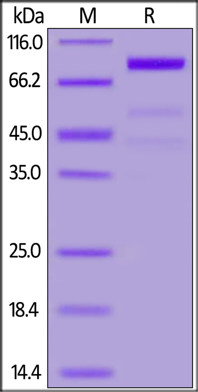 Mouse Siglec-10, His Tag on SDS-PAGE under reducing (R) condition. The gel was stained overnight with Coomassie Blue. The purity of the protein is greater than 90%.