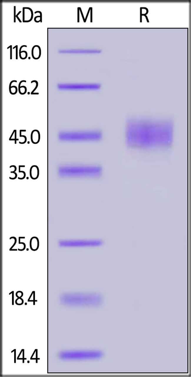 Human CD24, Mouse IgG2a Fc Tag on SDS-PAGE under reducing (R) condition. The gel was stained overnight with Coomassie Blue. The purity of the protein is greater than 90%.