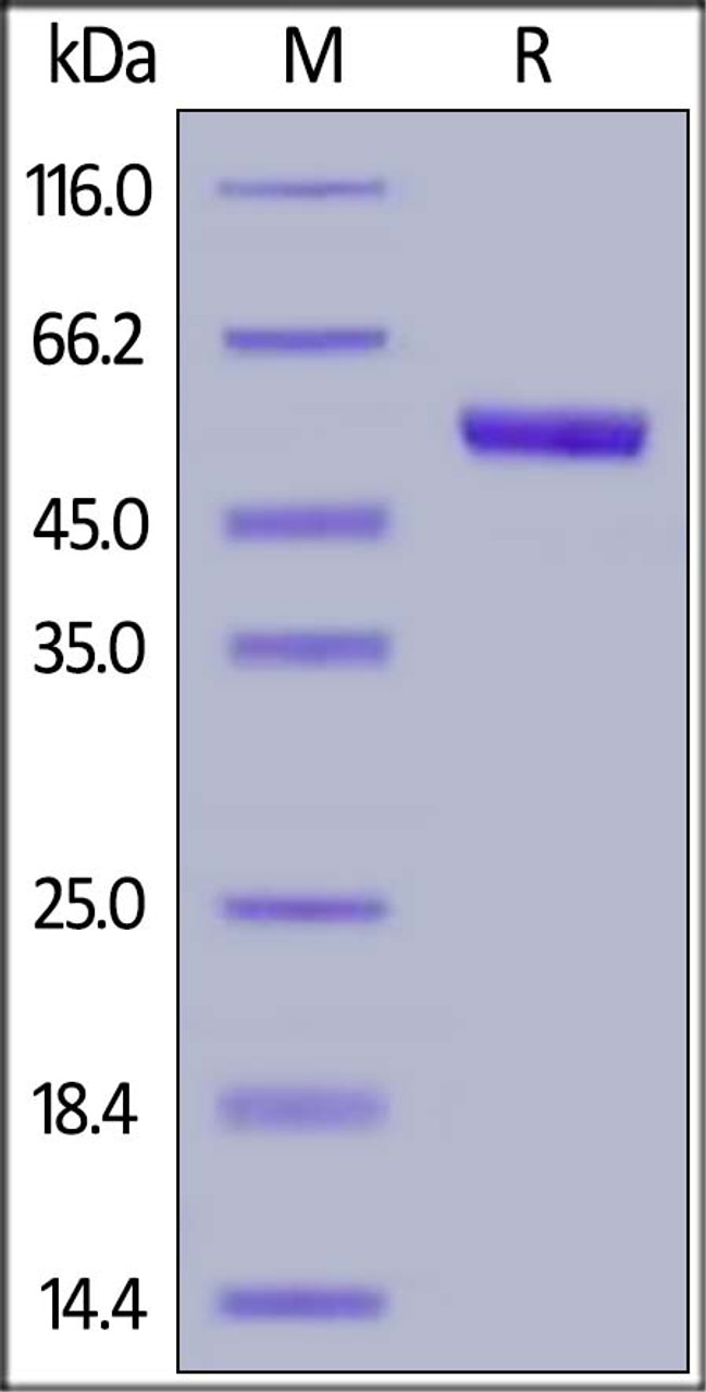 Human TSLP (R127A, R130A) , Mouse IgG2a Fc Tag on SDS-PAGE under reducing (R) condition. The gel was stained overnight with Coomassie Blue. The purity of the protein is greater than 95%.