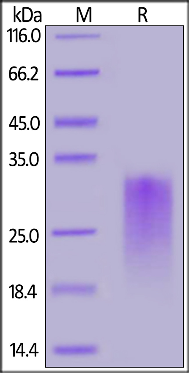 Human CD24, His Tag on SDS-PAGE under reducing (R) condition. The gel was stained overnight with Coomassie Blue. The purity of the protein is greater than 90%.