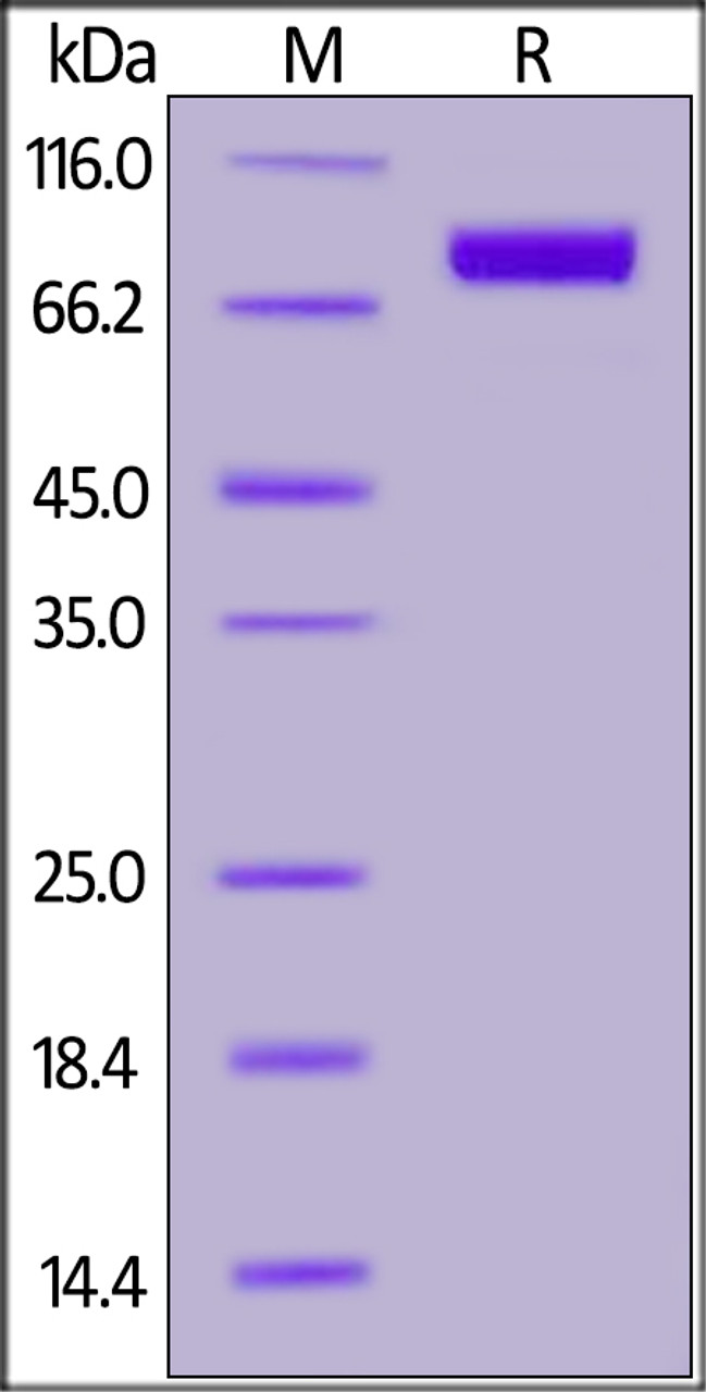 Human Siglec-10, His Tag on SDS-PAGE under reducing (R) condition. The gel was stained overnight with Coomassie Blue. The purity of the protein is greater than 95%.