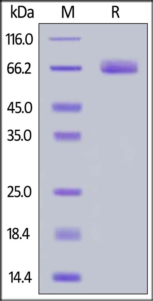 Cynomolgus B7-H3, His Tag on SDS-PAGE under reducing (R) condition. The gel was stained overnight with Coomassie Blue. The purity of the protein is greater than 95%.