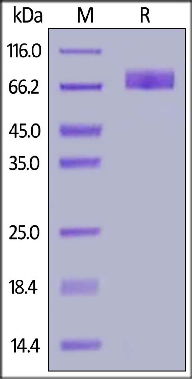 Cynomolgus B7-H2, Fc Tag on SDS-PAGE under reducing (R) condition. The gel was stained overnight with Coomassie Blue. The purity of the protein is greater than 95%.