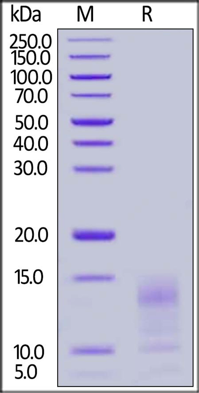 Human Mucin-1 (1036-1155) , His Tag on SDS-PAGE under reducing (R) condition. The gel was stained overnight with Coomassie Blue. The purity of the protein is greater than 90%.