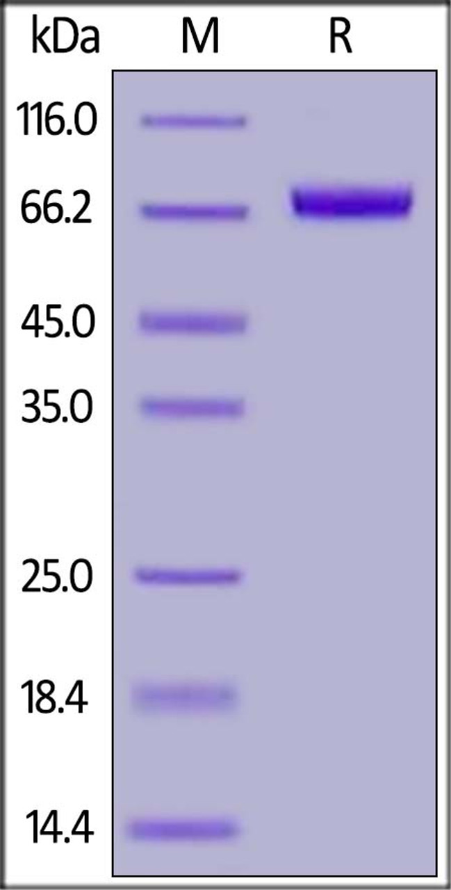 Human IL-17 RE (155-454) , Fc Tag on SDS-PAGE under reducing (R) condition. The gel was stained overnight with Coomassie Blue. The purity of the protein is greater than 95%.