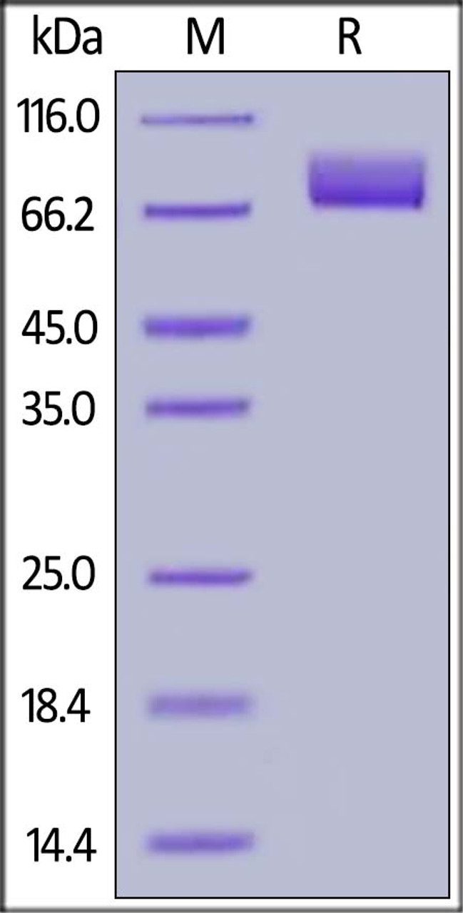 Human MAG, His Tag on SDS-PAGE under reducing (R) condition. The gel was stained overnight with Coomassie Blue. The purity of the protein is greater than 95%.