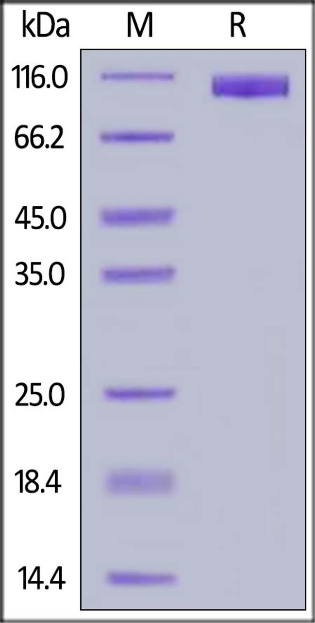 Human MAG, Fc Tag on SDS-PAGE under reducing (R) condition. The gel was stained overnight with Coomassie Blue. The purity of the protein is greater than 95%.