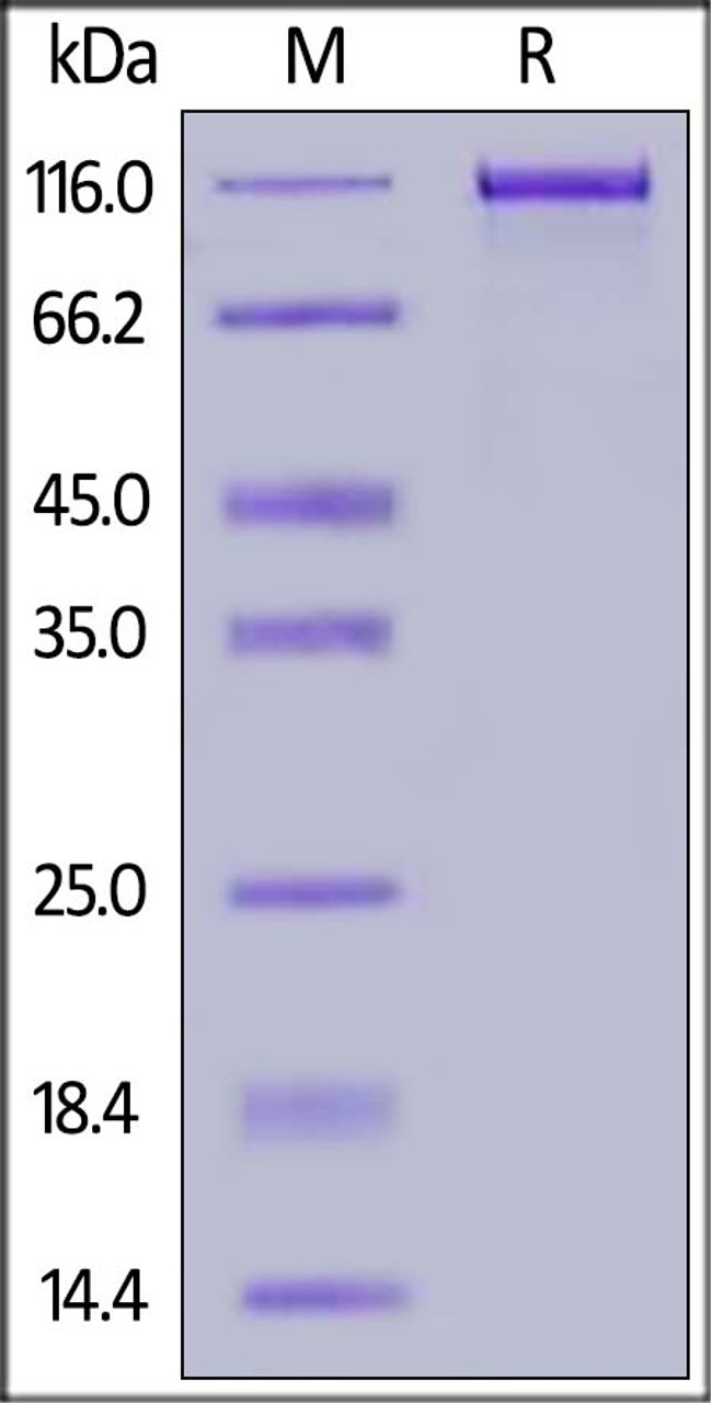 Human ErbB3, Mouse IgG2a Fc Tag on SDS-PAGE under reducing (R) condition. The gel was stained overnight with Coomassie Blue. The purity of the protein is greater than 90%.