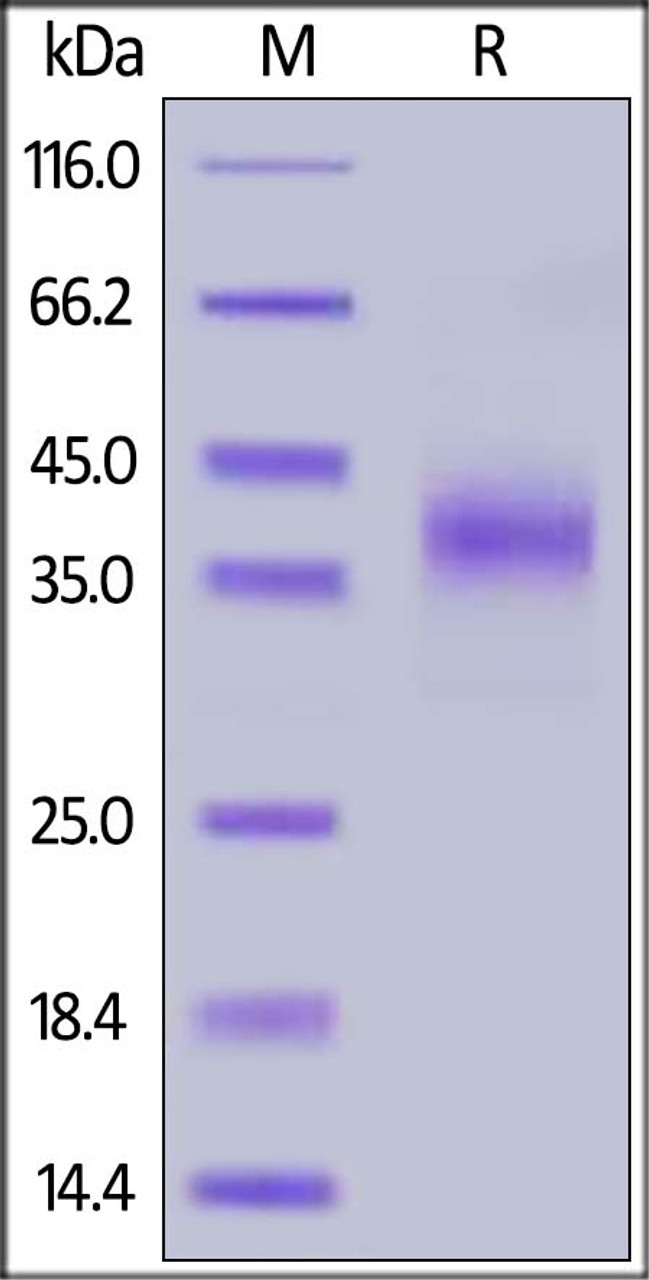 Human NKp46, His Tag on SDS-PAGE under reducing (R) condition. The gel was stained overnight with Coomassie Blue. The purity of the protein is greater than 90%.