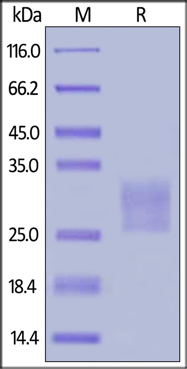 Human Frizzled-7, His Tag on SDS-PAGE under reducing (R) condition. The gel was stained overnight with Coomassie Blue. The purity of the protein is greater than 90%.