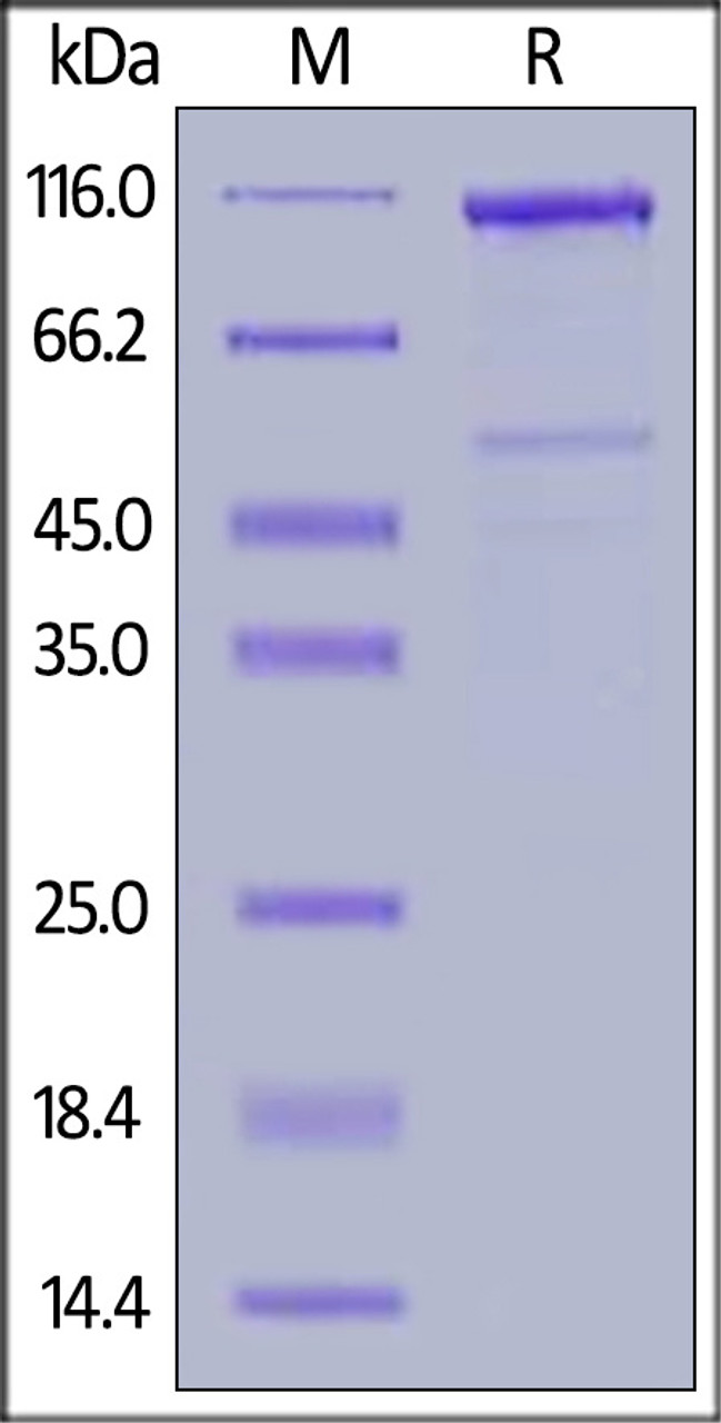 Human LRP-6 (20-630) , Mouse IgG2a Fc Tag on SDS-PAGE under reducing (R) condition. The gel was stained overnight with Coomassie Blue. The purity of the protein is greater than 90%.