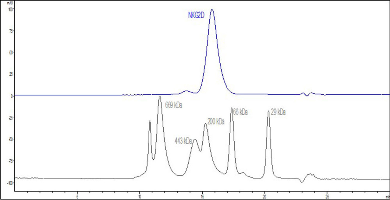 The purity of Human NKG2D, Fc Tag (HPLC-verified) was greater than 90% as determined by SEC-HPLC.
