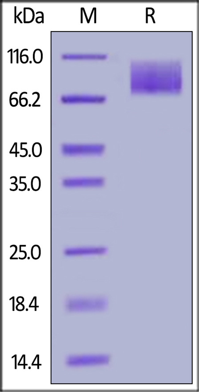 Human MERTK, His Tag on SDS-PAGE under reducing (R) condition. The gel was stained overnight with Coomassie Blue. The purity of the protein is greater than 90%.