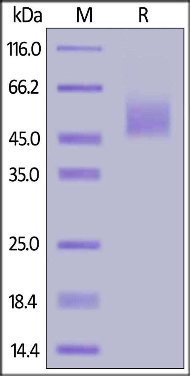 Mouse B7-H2, His Tag on SDS-PAGE under reducing (R) condition. The gel was stained overnight with Coomassie Blue. The purity of the protein is greater than 90%.