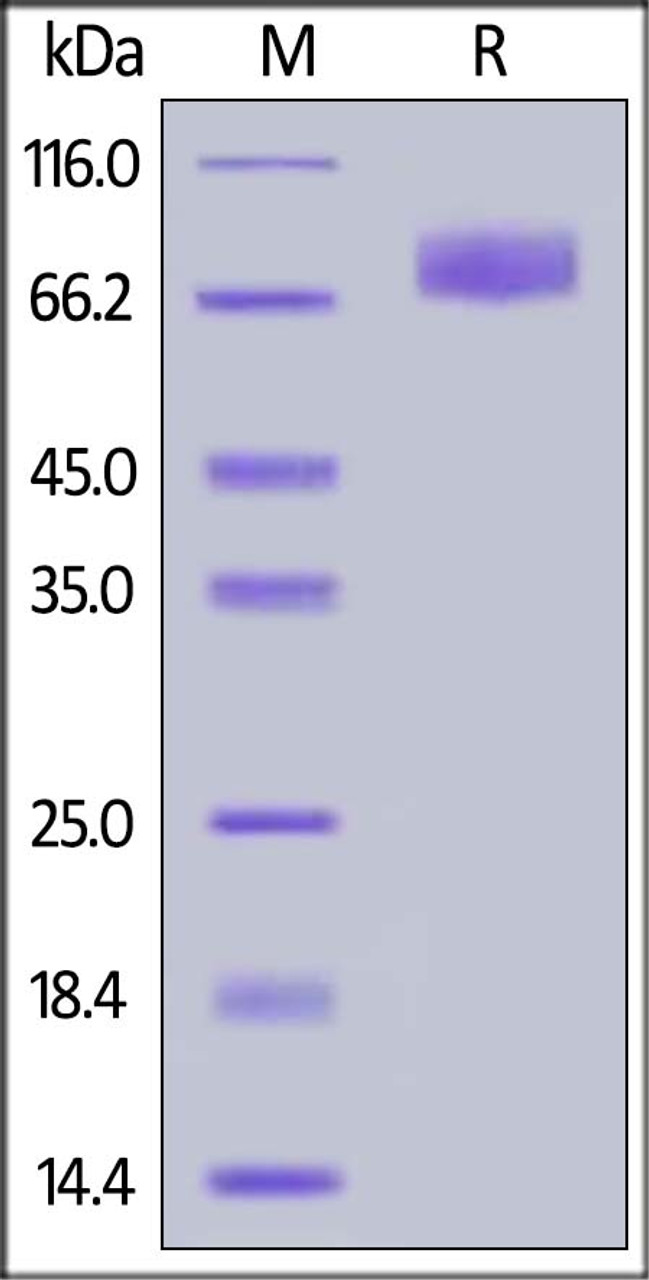 Mouse B7-H2, Fc Tag on SDS-PAGE under reducing (R) condition. The gel was stained overnight with Coomassie Blue. The purity of the protein is greater than 95%.