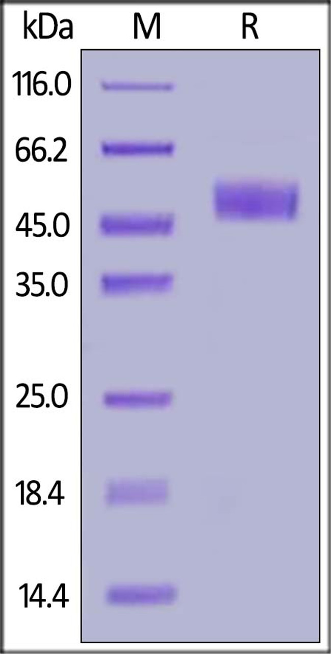 Mouse ICOS (C137S, C138S) , Fc Tag on SDS-PAGE under reducing (R) condition. The gel was stained overnight with Coomassie Blue. The purity of the protein is greater than 95%.