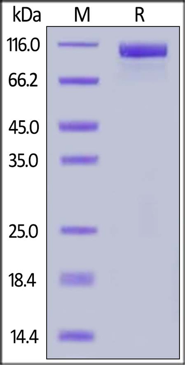 Human Her2, Mouse IgG2a Fc Tag on SDS-PAGE under reducing (R) condition. The gel was stained overnight with Coomassie Blue. The purity of the protein is greater than 95%.