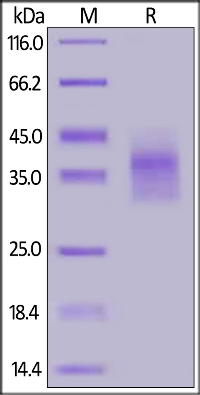 Human LILRB4, His Tag (SPR verified) on SDS-PAGE under reducing (R) condition. The gel was stained overnight with Coomassie Blue. The purity of the protein is greater than 90%.