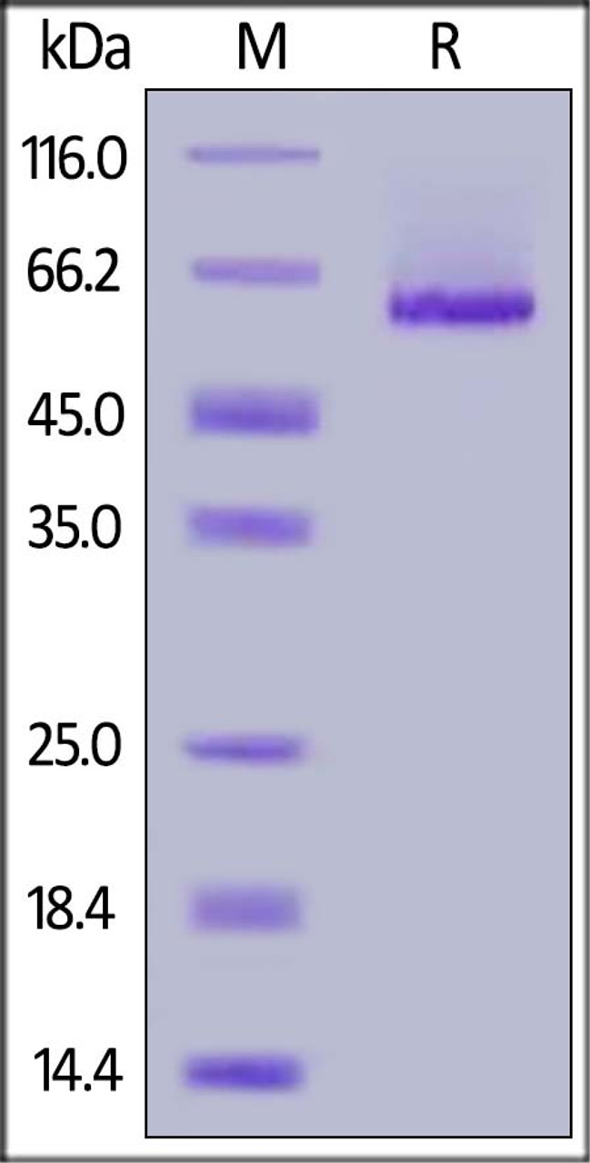 Mouse Glypican 1, His Tag on SDS-PAGE under reducing (R) condition. The gel was stained overnight with Coomassie Blue. The purity of the protein is greater than 90%.