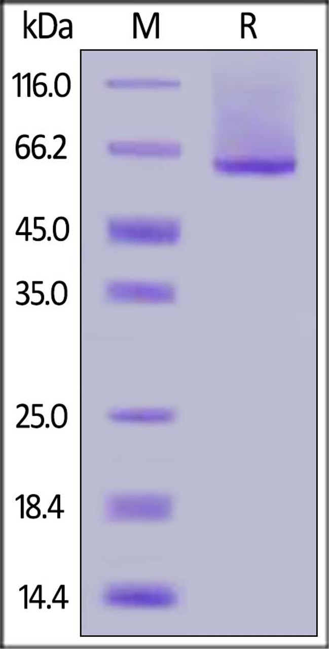 Human Glypican 1, His Tag on SDS-PAGE under reducing (R) condition. The gel was stained overnight with Coomassie Blue. The purity of the protein is greater than 85%.