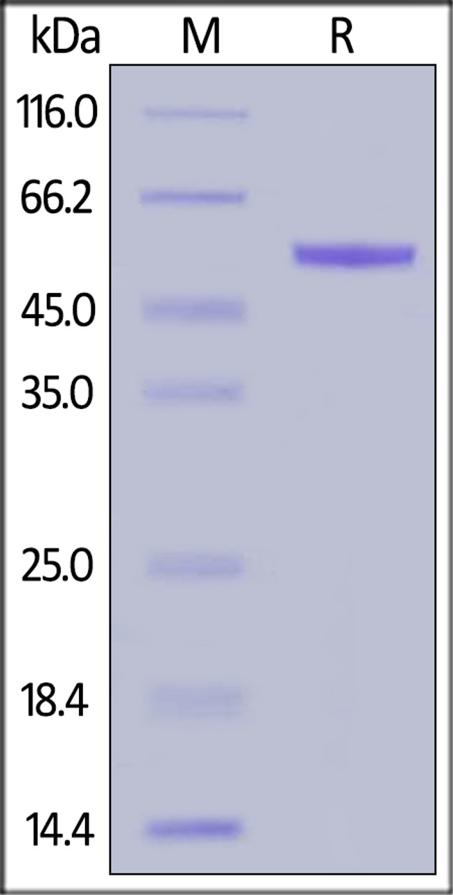 Rhesus macaque Complement Factor D, Fc Tag on SDS-PAGE under reducing (R) condition. The gel was stained overnight with Coomassie Blue. The purity of the protein is greater than 95%.