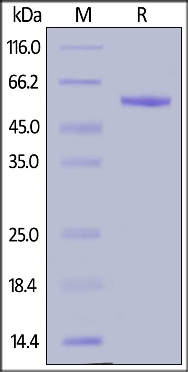 Human Complement Factor D, Fc Tag on SDS-PAGE under reducing (R) condition. The gel was stained overnight with Coomassie Blue. The purity of the protein is greater than 95%.