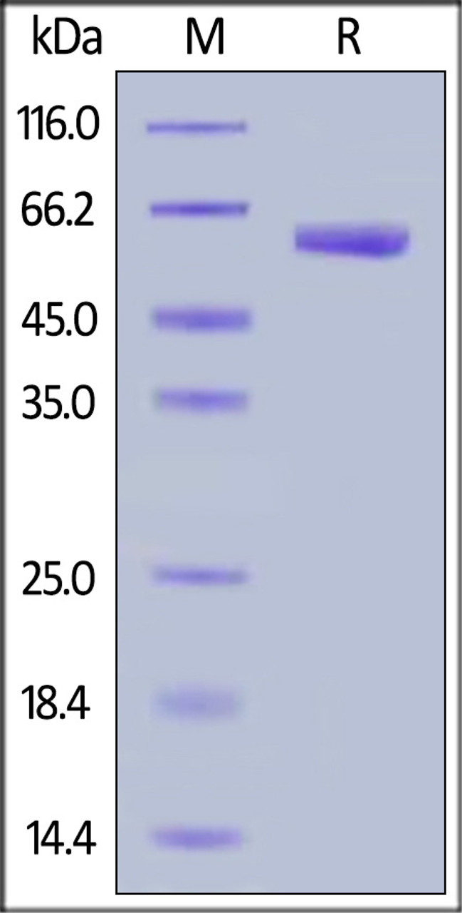 Human VSIG3, Fc Tag on SDS-PAGE under reducing (R) condition. The gel was stained overnight with Coomassie Blue. The purity of the protein is greater than 95%.