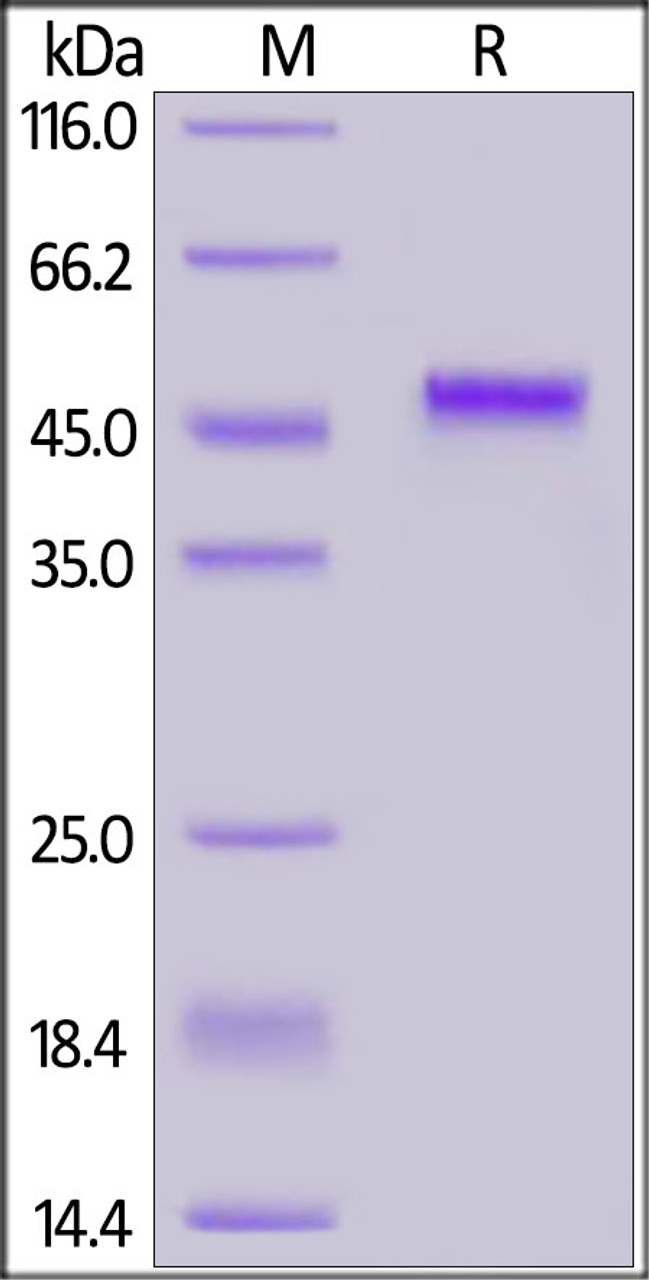 Human PVRIG, Fc Tag on SDS-PAGE under reducing (R) condition. The gel was stained overnight with Coomassie Blue. The purity of the protein is greater than 90%.