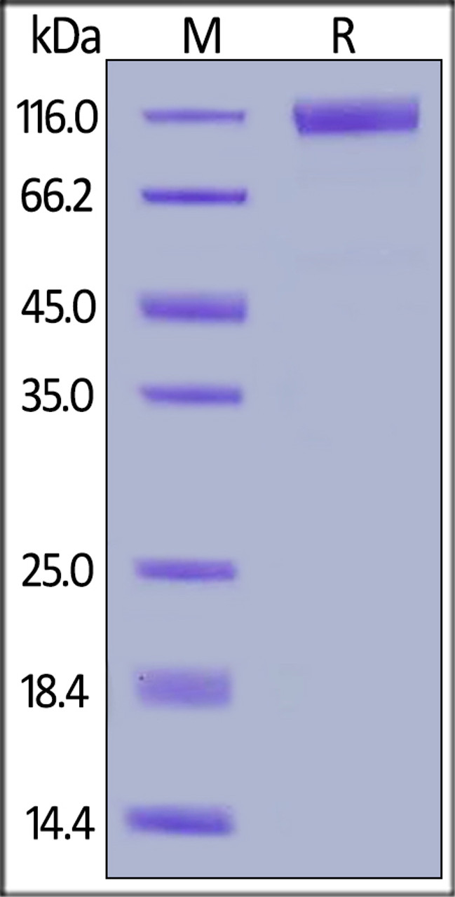 Human Flt-3, Fc Tag on SDS-PAGE under reducing (R) condition. The gel was stained overnight with Coomassie Blue. The purity of the protein is greater than 95%.