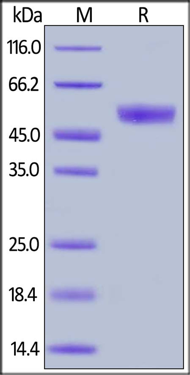 Human CD94, Mouse IgG2a Fc Tag on SDS-PAGE under reducing (R) condition. The gel was stained overnight with Coomassie Blue. The purity of the protein is greater than 95%.